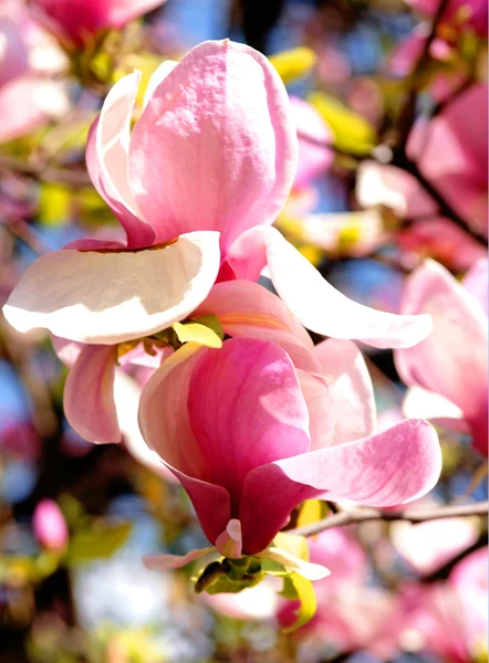 Spring blossoms of a magnolia — Stock Photo, Image