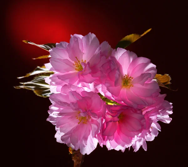 Květy růžové srovnaly japonská třešeň (sakura) — Stock fotografie