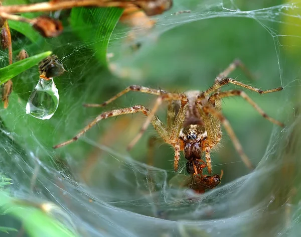 Lejka internetowych tkacz trawa pająk się na jego ścieżki web. — Zdjęcie stockowe
