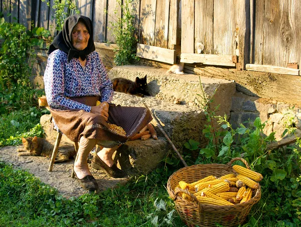 Vecchia donna contadina raccoglie pannocchie — Foto Stock