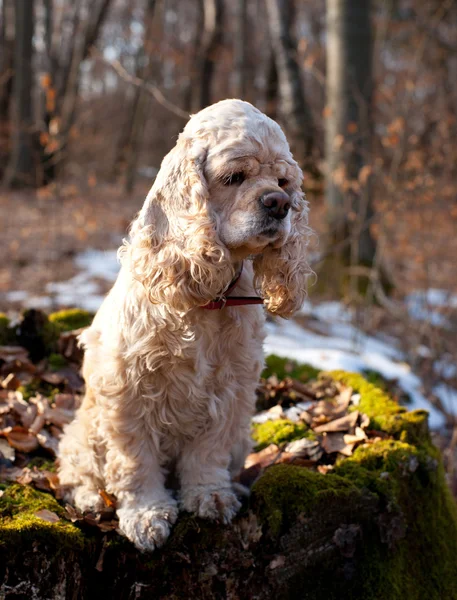 Amerikansk cocker spaniel sidder på en log - Stock-foto