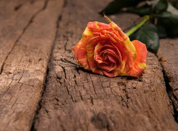 Oranje rose — Stockfoto