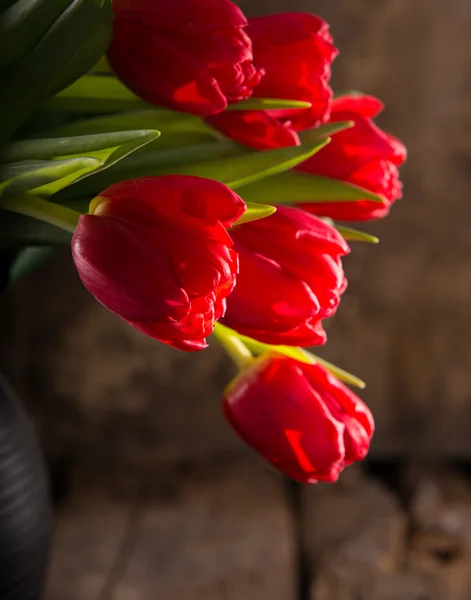 Beautiful red tulips — Stock Photo, Image