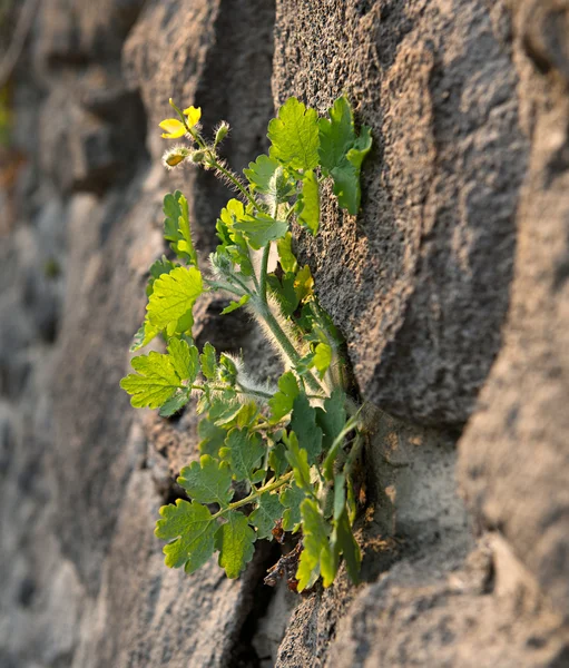 Celandine flower (Chelidonium mahus) — Stock Photo, Image