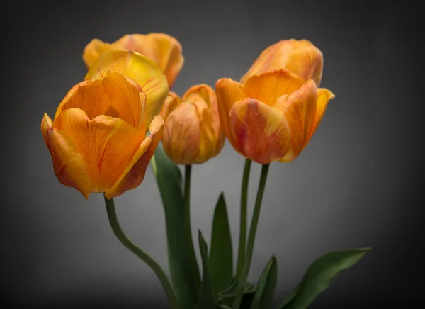 Spring bouquet of tulips — Stock Photo, Image