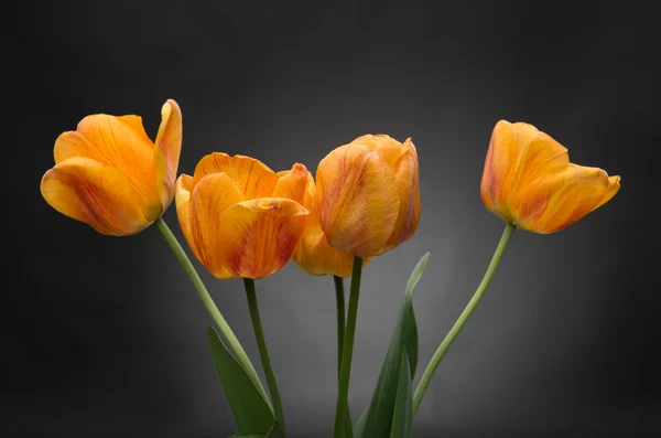 Spring bouquet of tulips — Stock Photo, Image