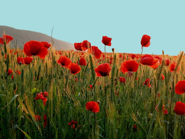 Close-up of red poppy flowers — Stock Photo, Image