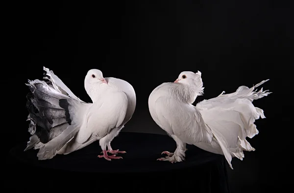 Dos palomas blancas — Foto de Stock