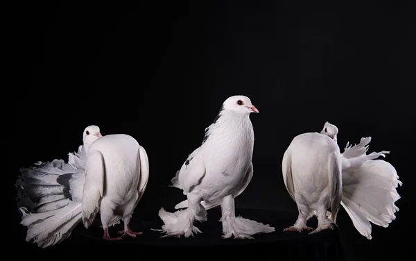 Three white pigeons — Stock Photo, Image