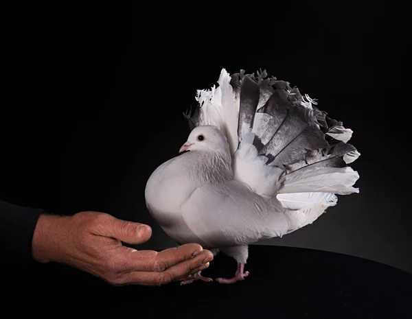 Paloma blanca y mano masculina — Foto de Stock