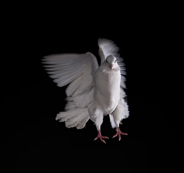 Eine frei fliegende weiße Taube — Stockfoto