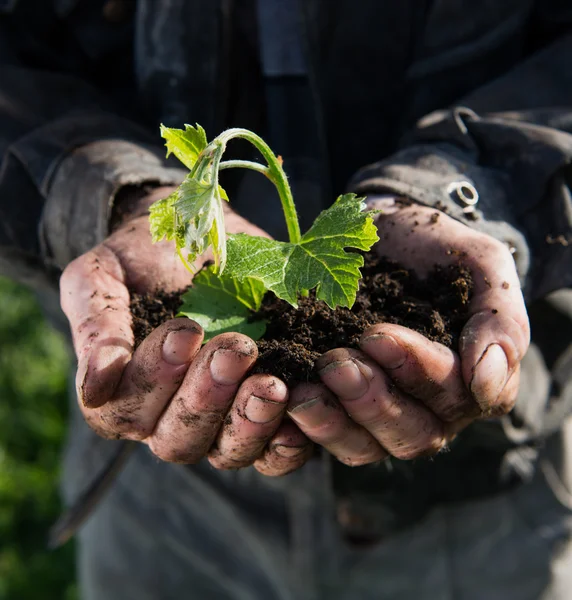 Çiftçi holding yeşil genç bitki — Stok fotoğraf