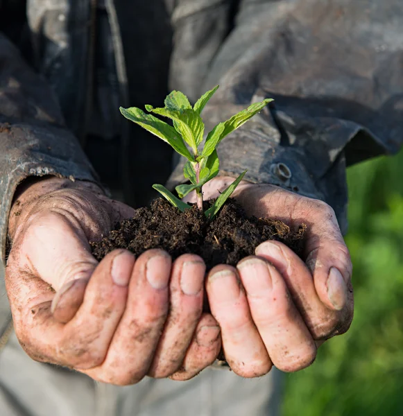 Landwirt hält grüne Jungpflanze — Stockfoto