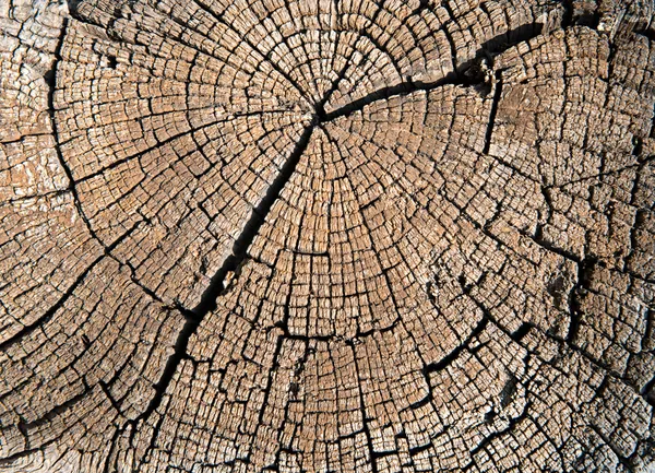 Texture en bois — Photo