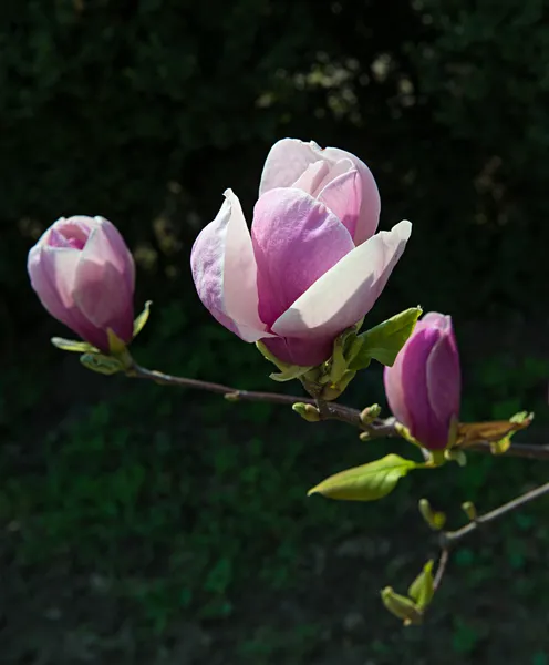 Pink magnolia tree blossoms — Stock Photo, Image