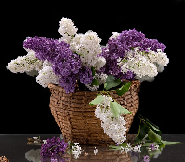 Rami fioriti di lilla — Foto Stock