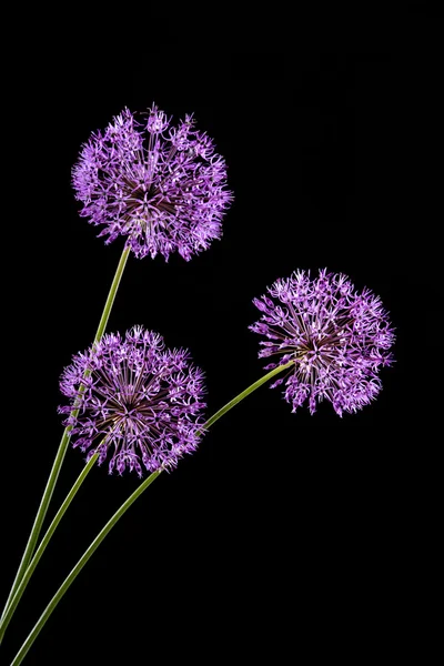 Flores de ajo violeta — Foto de Stock