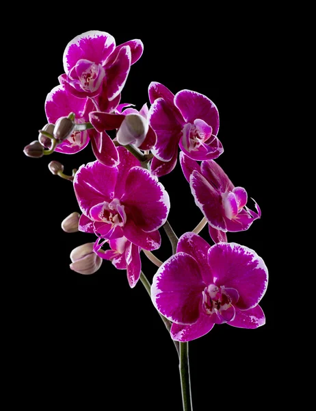 Colorful pink orchid — Stock Photo, Image