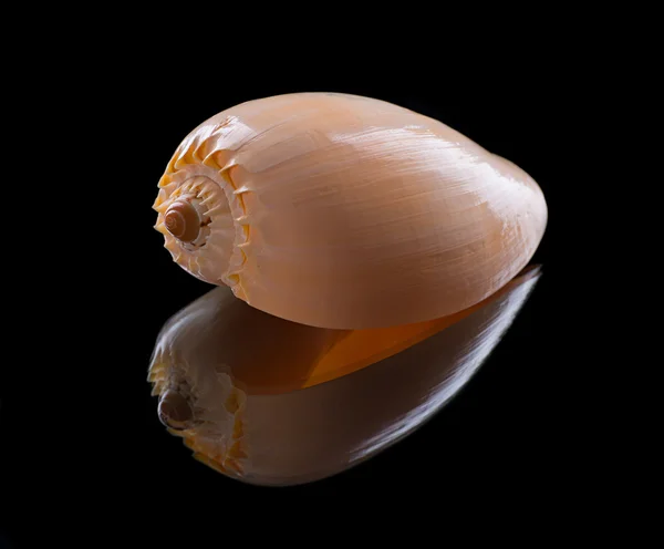 Shell do mar com reflexão — Fotografia de Stock