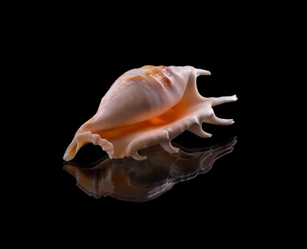 Sea shell met reflectie — Stockfoto