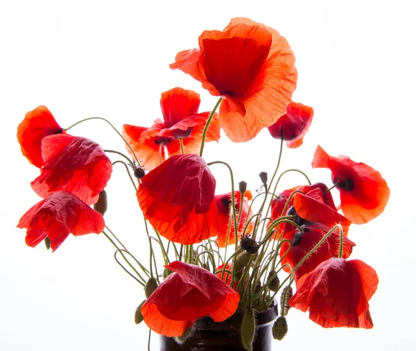 Bunch of poppies — Stock Photo, Image