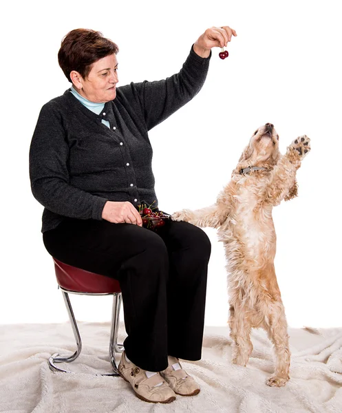 Senior woman feeding spaniel — Stock Photo, Image
