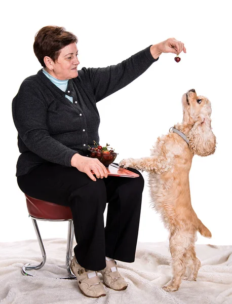 Senior woman feeding spaniel — Zdjęcie stockowe