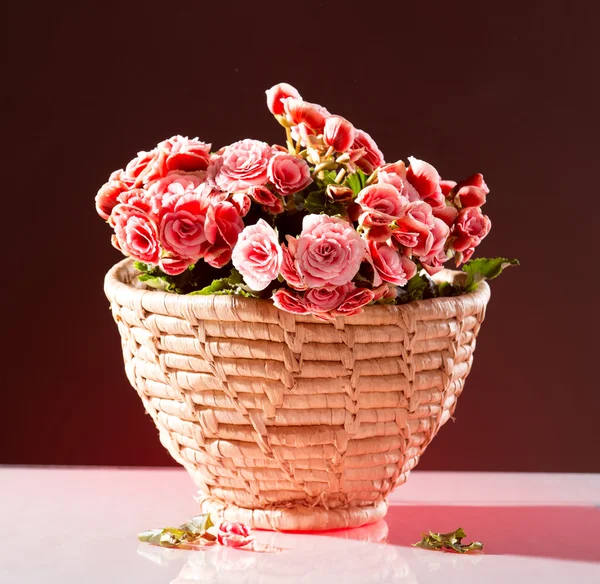 Begonia rosa en cesta —  Fotos de Stock