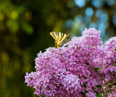 Leylak çiçeği üzerinde oturan güzel kelebek
