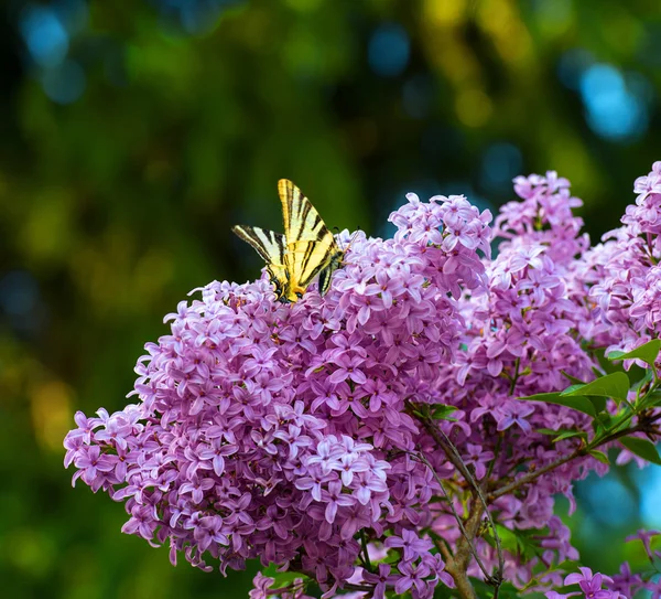 Красивая бабочка сидит на лиловом цветке — стоковое фото
