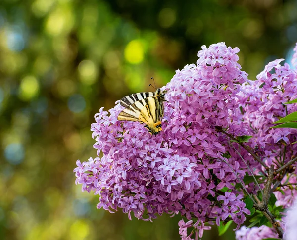 Hermosa mariposa sentada en una flor lila — Foto de Stock
