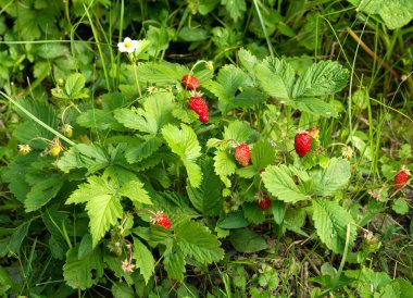 taze kırmızı çilek