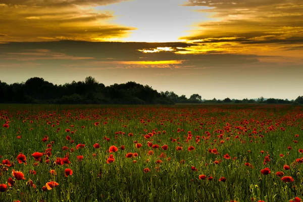 Summer poppies field — Stock Photo, Image