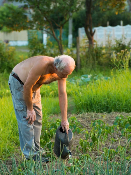 Plantas de riego para agricultores —  Fotos de Stock