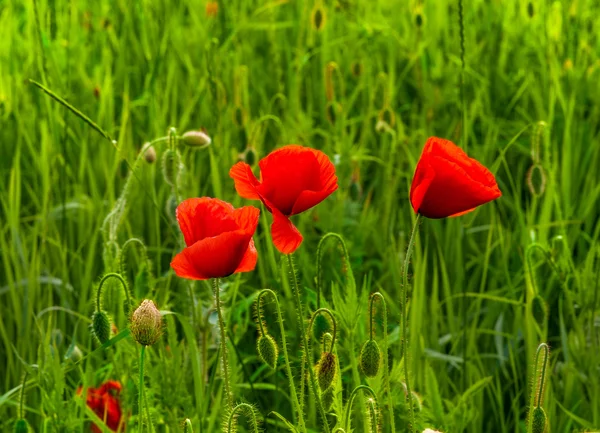 Close-up of red poppy flowers — Stock Photo, Image