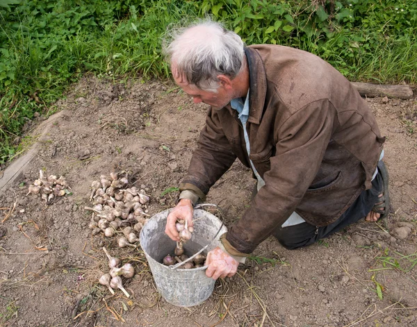 バケツにニンニクを収穫の農夫 — ストック写真