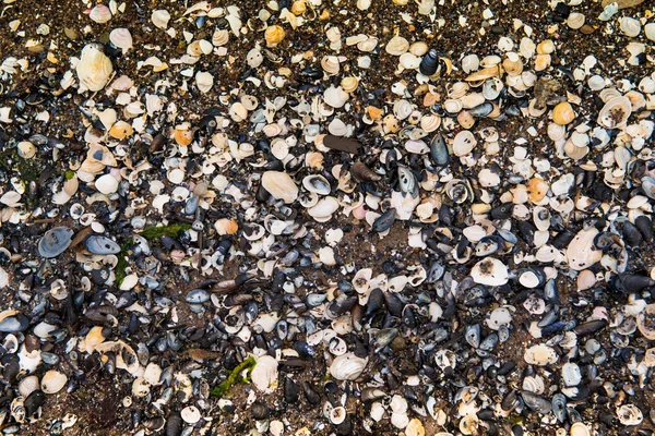 沙子和贝壳背景 — 图库照片