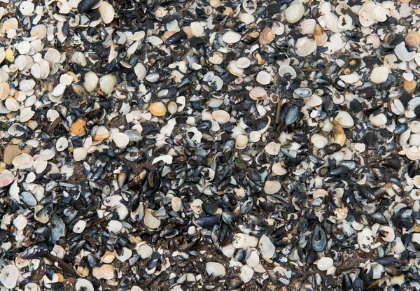 Sand und Muscheln Hintergrund — Stockfoto