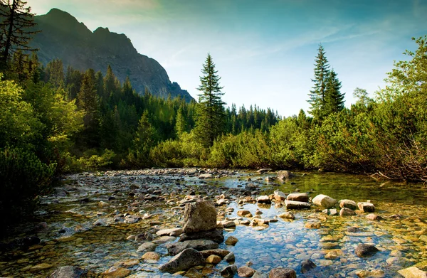 แม่น้ําภูเขาใน High Tatras ในสโลวาเกีย — ภาพถ่ายสต็อก