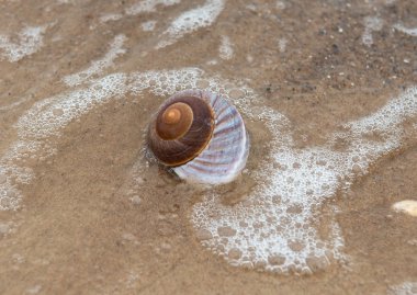 Kumsalda deniz kabuğu
