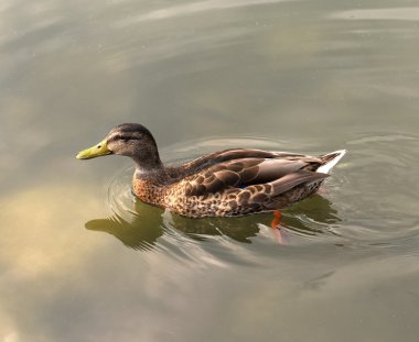 kadın yeşilbaş ördek