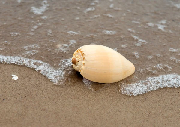 Concha marina en la playa de arena — Foto de Stock