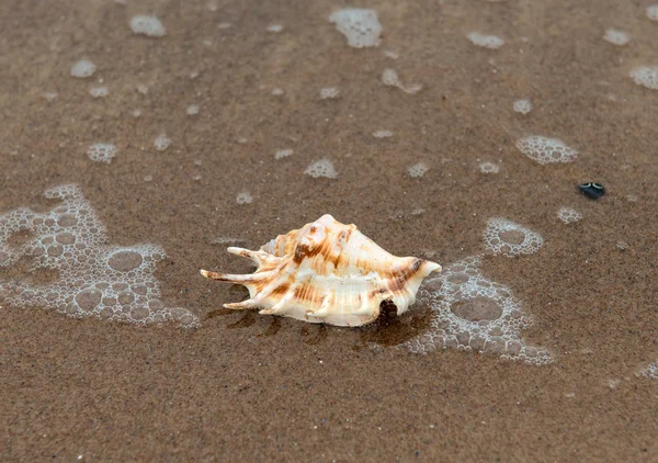 Muschel am Sandstrand — Stockfoto