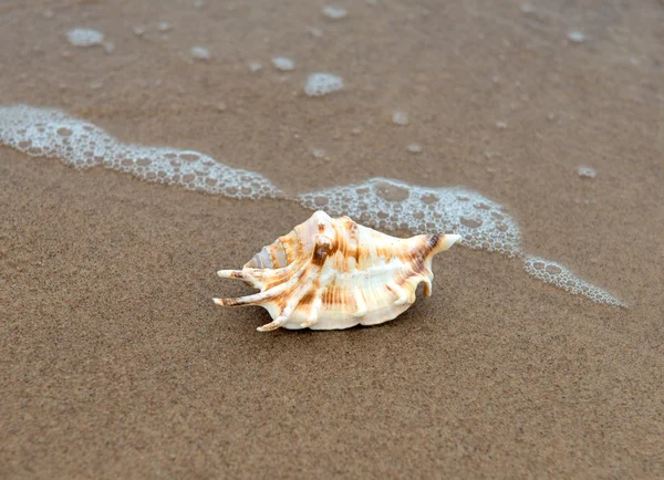 Muschel am Sandstrand — Stockfoto