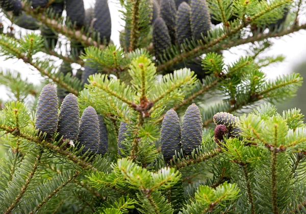 Pine branch with green cones — Stock Photo, Image