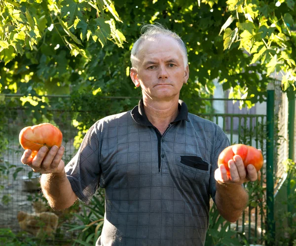 Zemědělec rajčata v zahradě — Stock fotografie