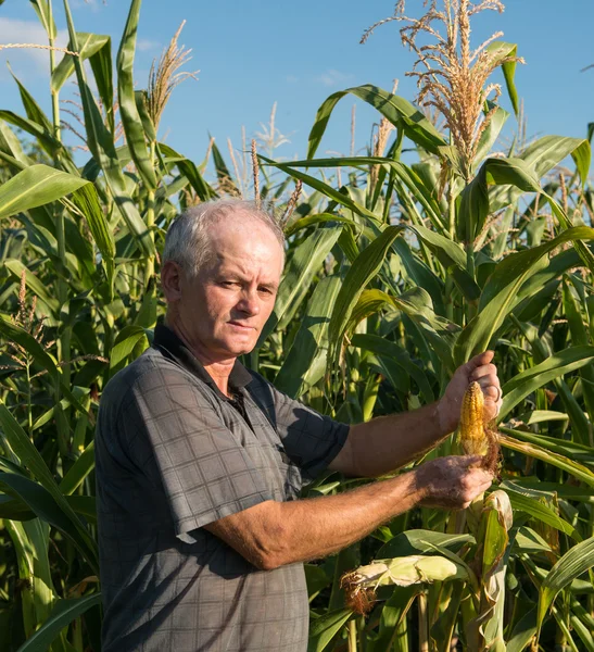Bir alanda mısır toplama çiftçi — Stok fotoğraf