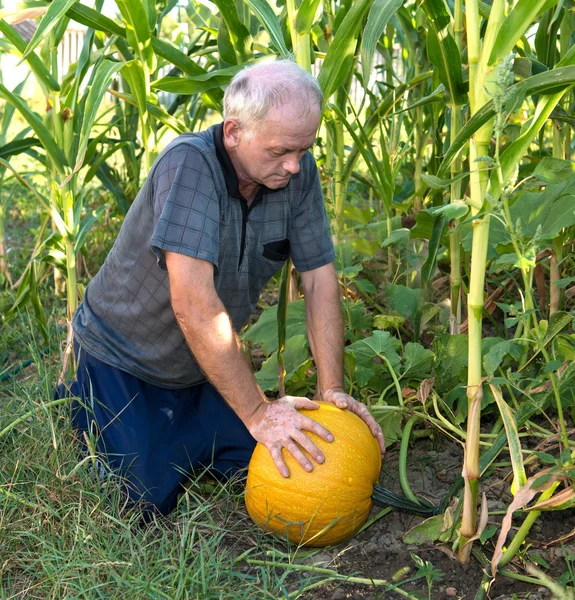 Agricultor colhendo abóbora amarela — Fotografia de Stock