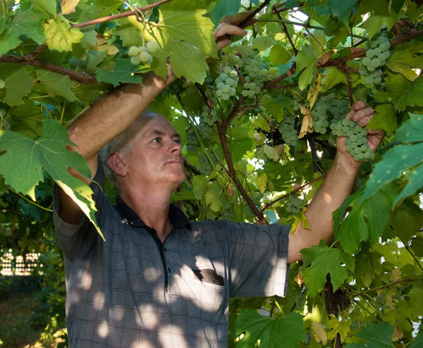 Фермер собирает спелый виноград в винограднике — стоковое фото