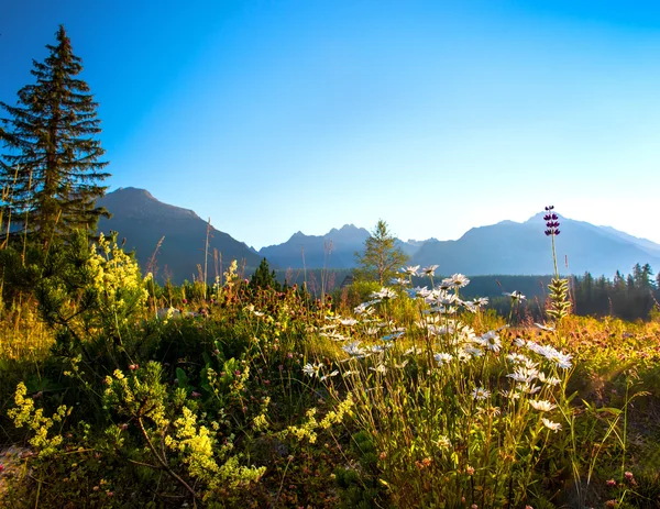 Národní park Vysoké Tatry. Slovensko, Evropa — Stock fotografie